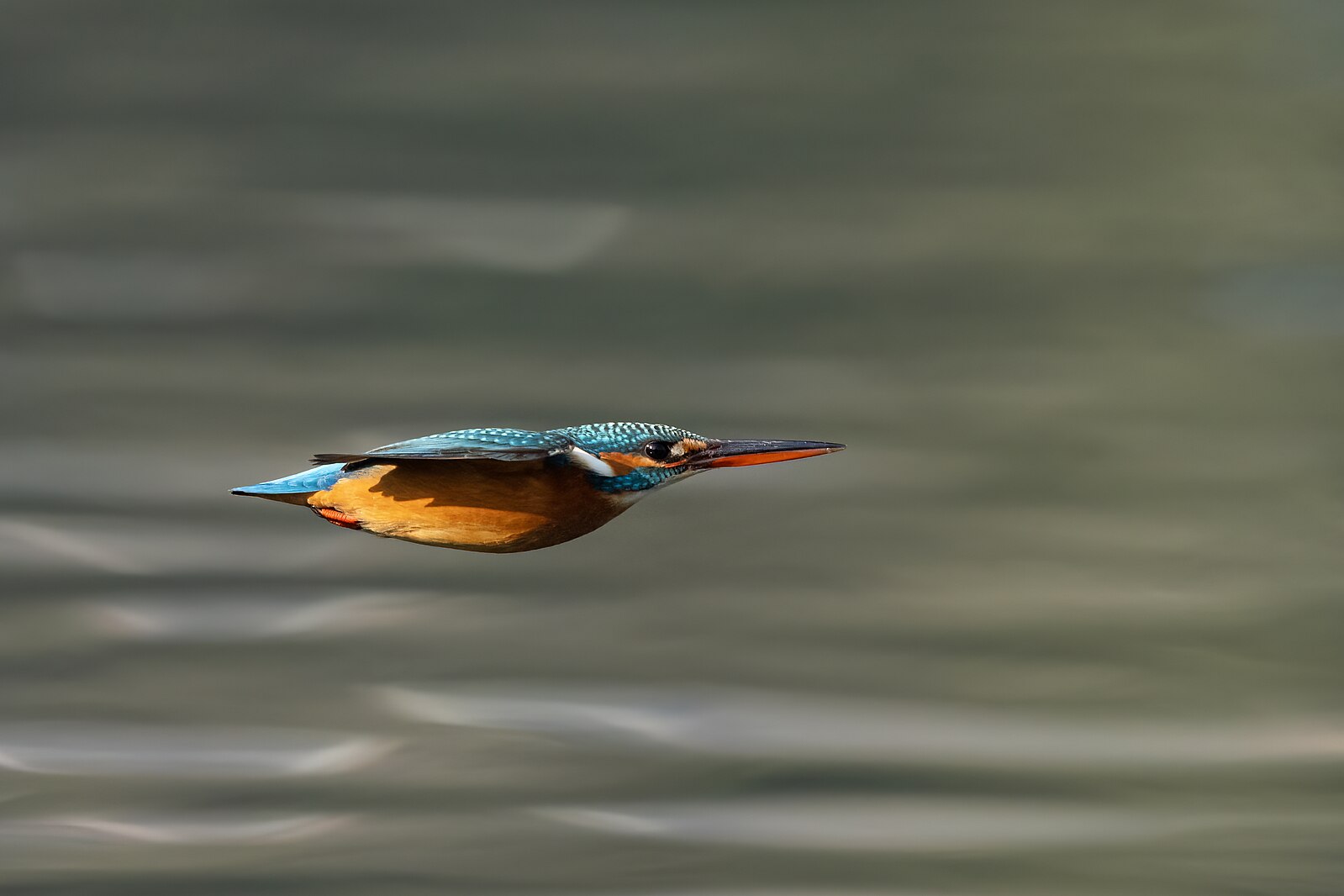 Common_kingfisher_in_flight